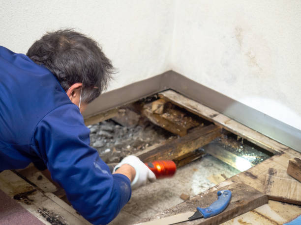 Best Crawl Space Mold Remediation in Milan, IN