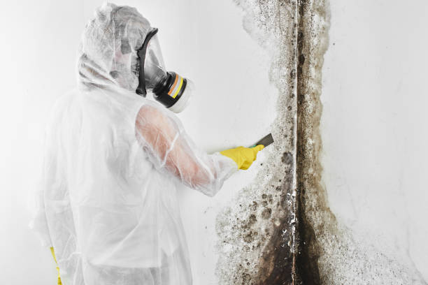 Best Basement Mold Remediation in Milan, IN