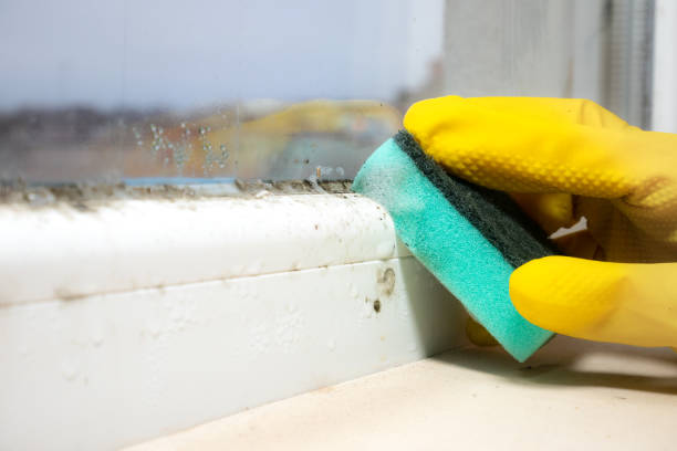 Best Black Mold Remediation in Milan, IN