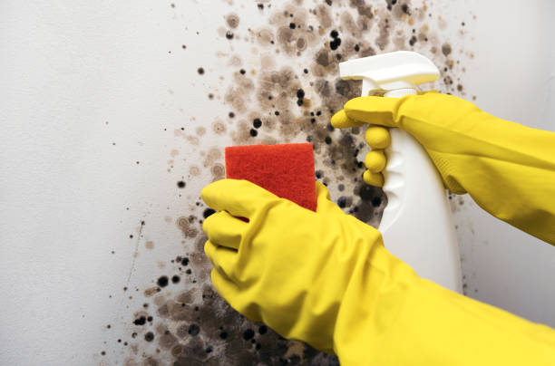 Best Kitchen Mold Remediation in Milan, IN